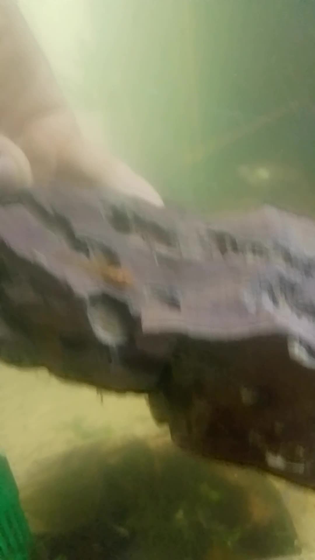 Plecos fish for sale: Calico/German red plecos - Video 1
