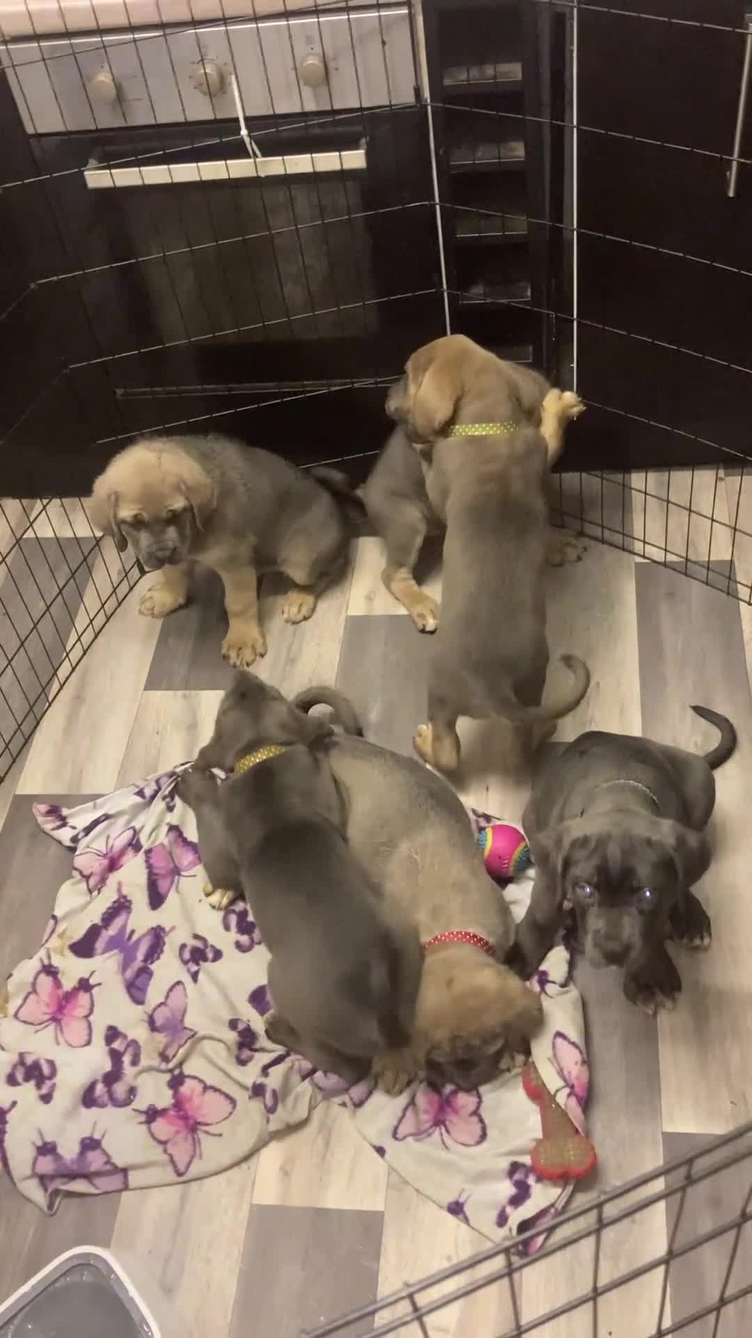 Cane Corso dogs for sale: Big furry floofballs - Video 1