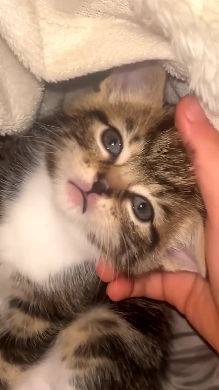 Mixed Breed cats for sale: Adorable kittens - Video 4