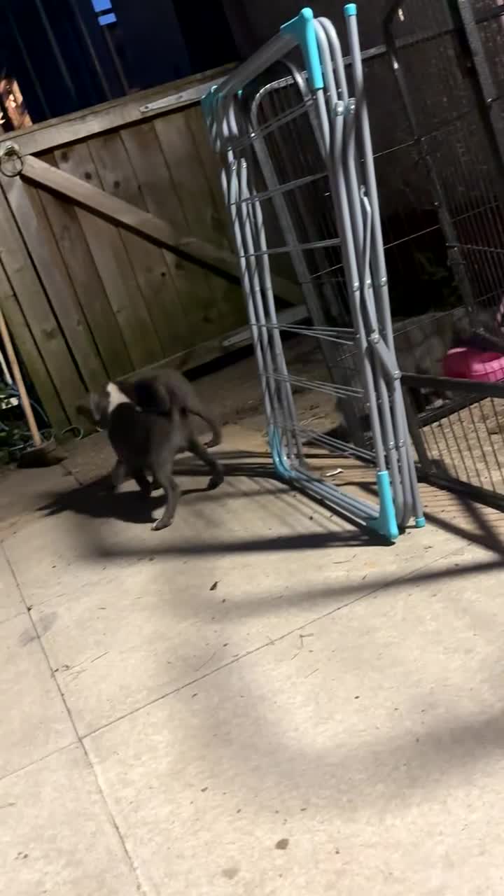 Staffordshire Bull Terrier dogs for sale: Beautiful staff pups - Video 1