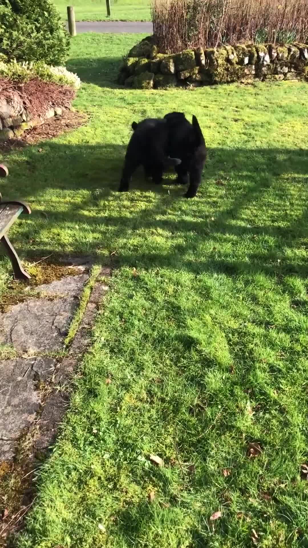 Newfoundland dogs for sale: BALTICBEARS NEWFOUNDLANDS - Video 2