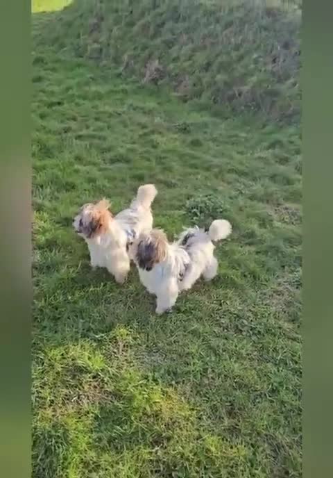 Biewer Terrier dogs for sale: 🐾 Adorable Biewer Terrier Puppies – Bedfordshire - Video 1