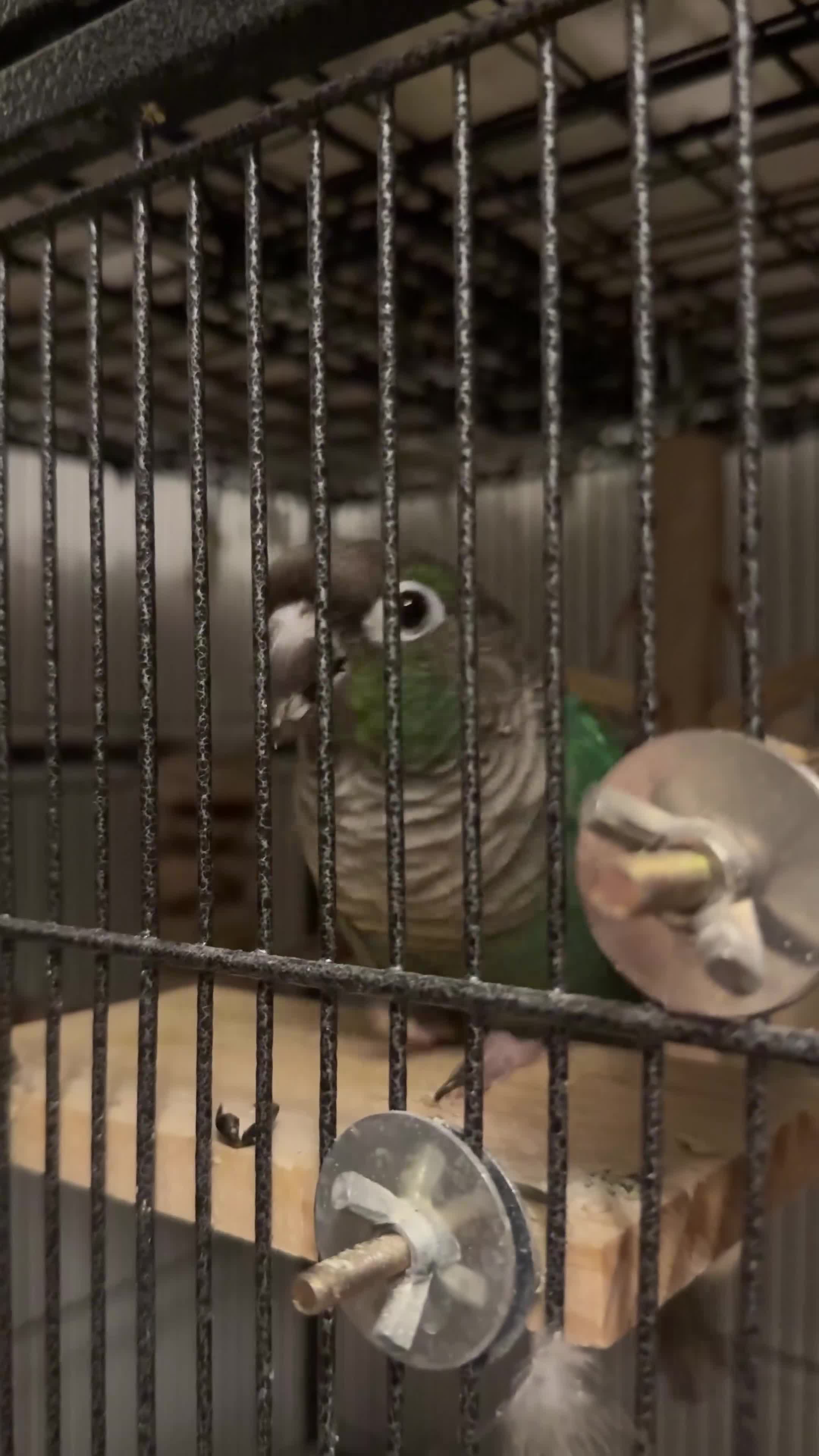 Conures birds for sale: Conure parrot looking for forever home🦜 - Video 1