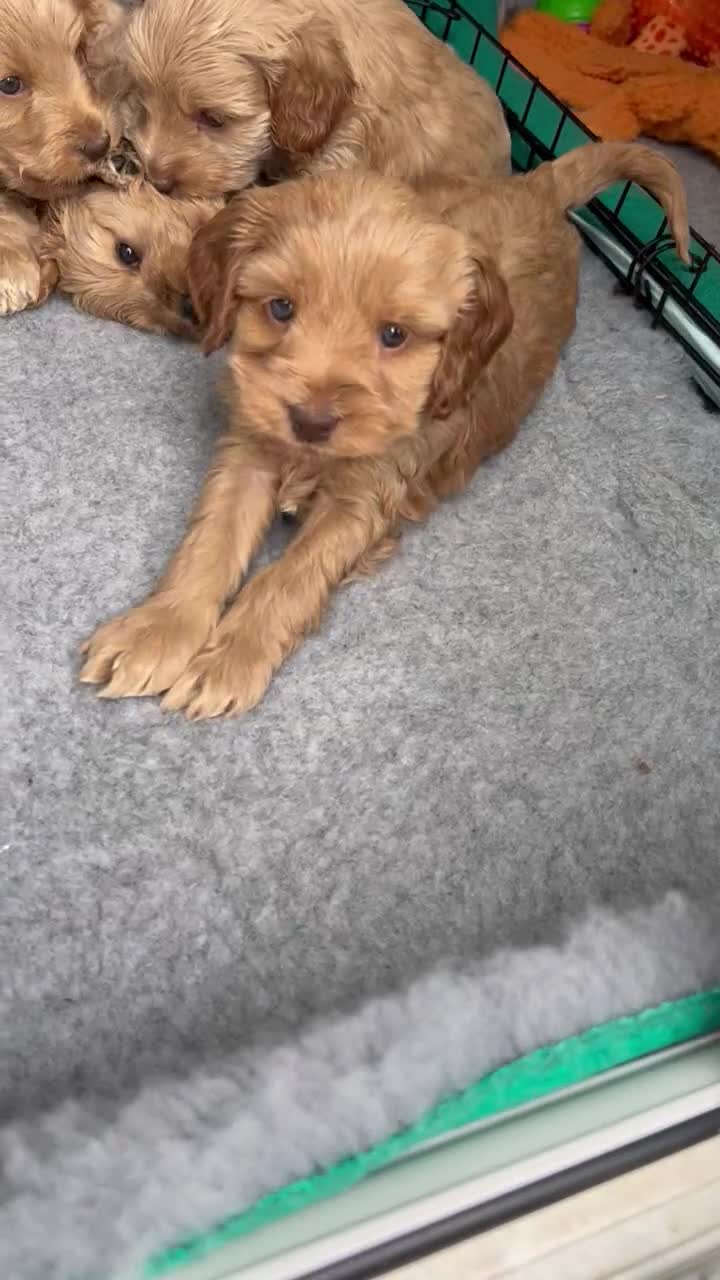 Cockapoo dogs for sale: F1 Cockapoo Puppies - Video 1