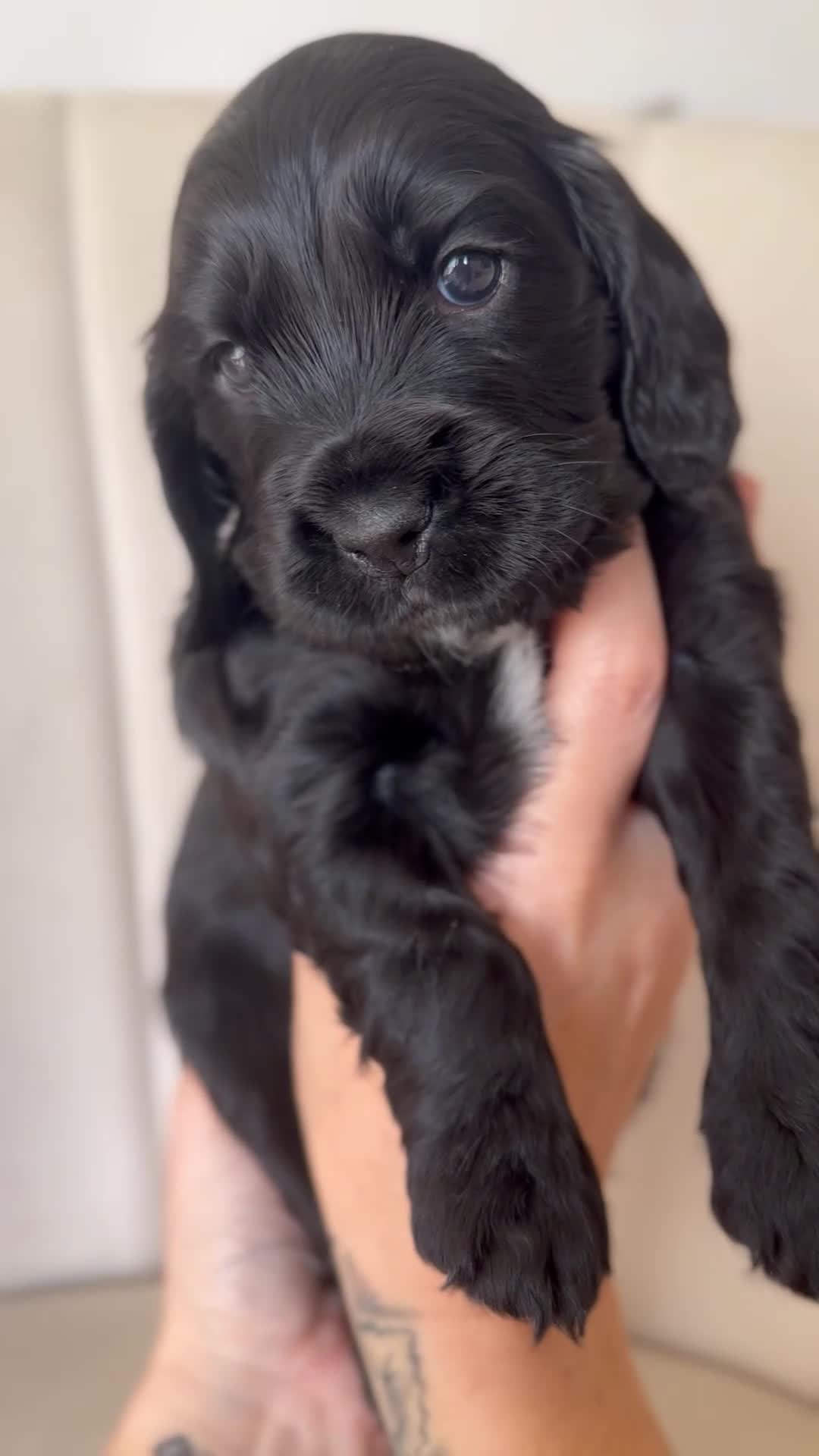 Cocker Spaniel dogs for sale: Show Type Cocker Spaniel Pups 🐶😍 - Video 1