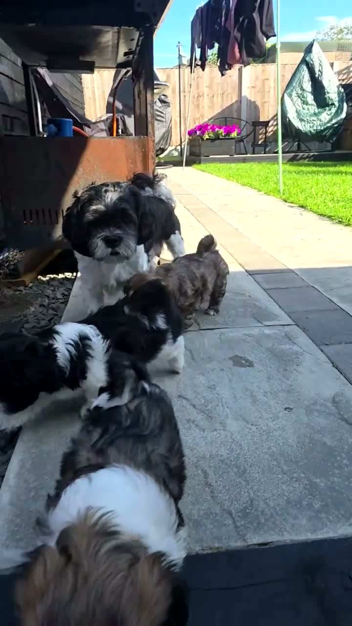 Lhasa Apso dogs for sale: 1 little beauty left.  in Saint Helens - Video 1