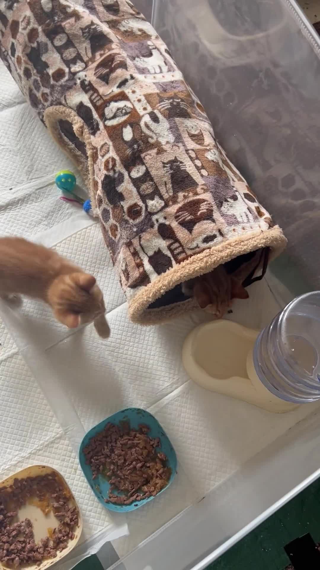 Domestic Shorthair cats for sale: 3 gorgeous Ginger Boys and one Black - Video 2