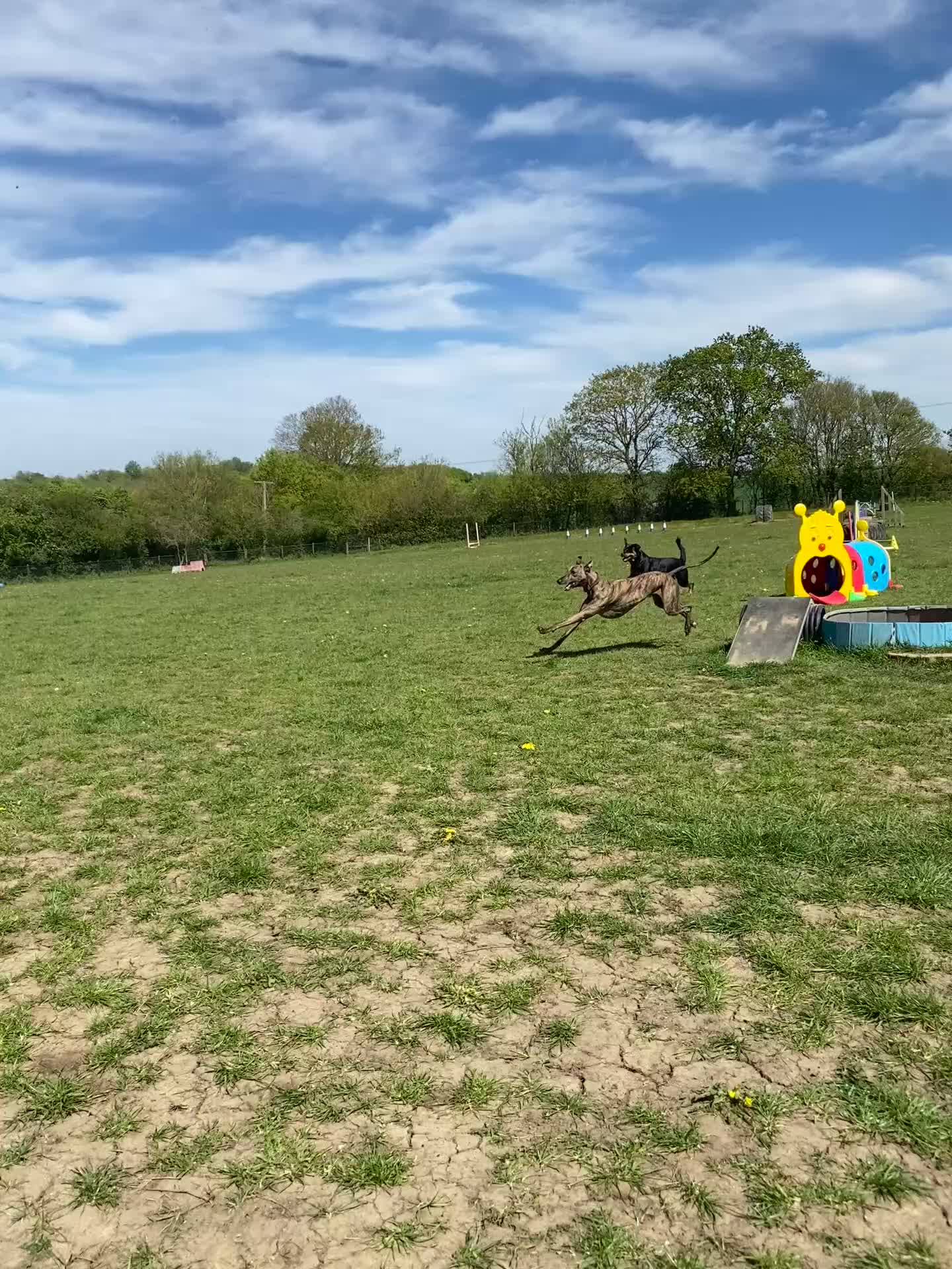 Lurcher dogs for sale: Beautiful male Lurcher, 3 Years in Bury Saint Edmunds - Video 1