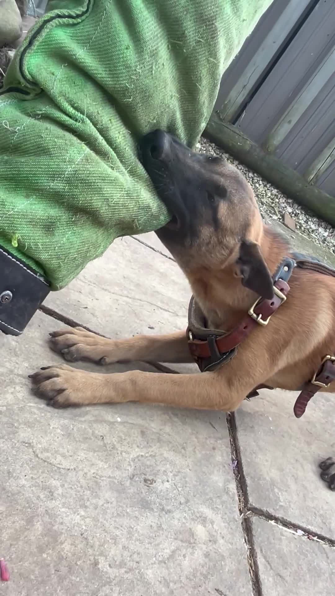 Belgian Shepherd Dog dogs for sale: Elite Female Malinois – Fully Vaccinated  - Video 2