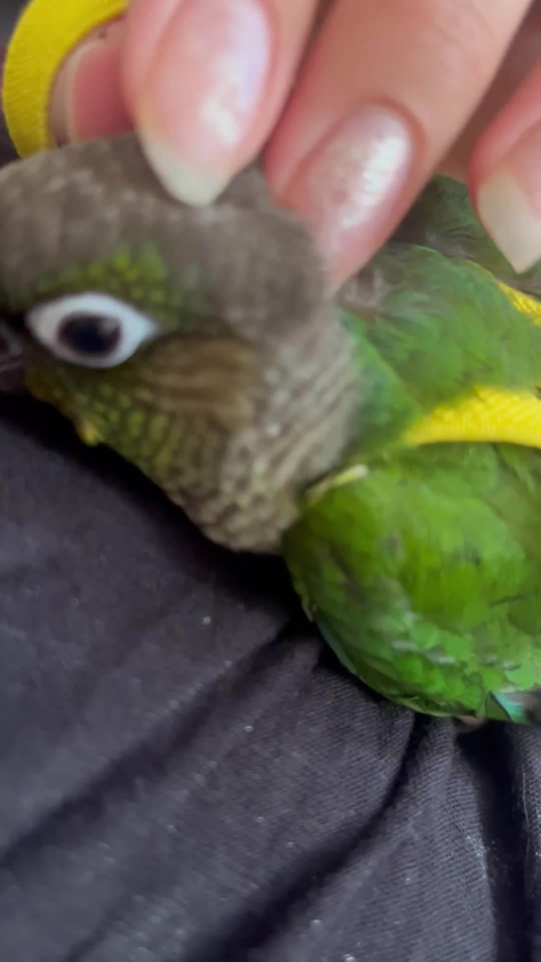 Conures birds for sale: Mr meto - Video 3