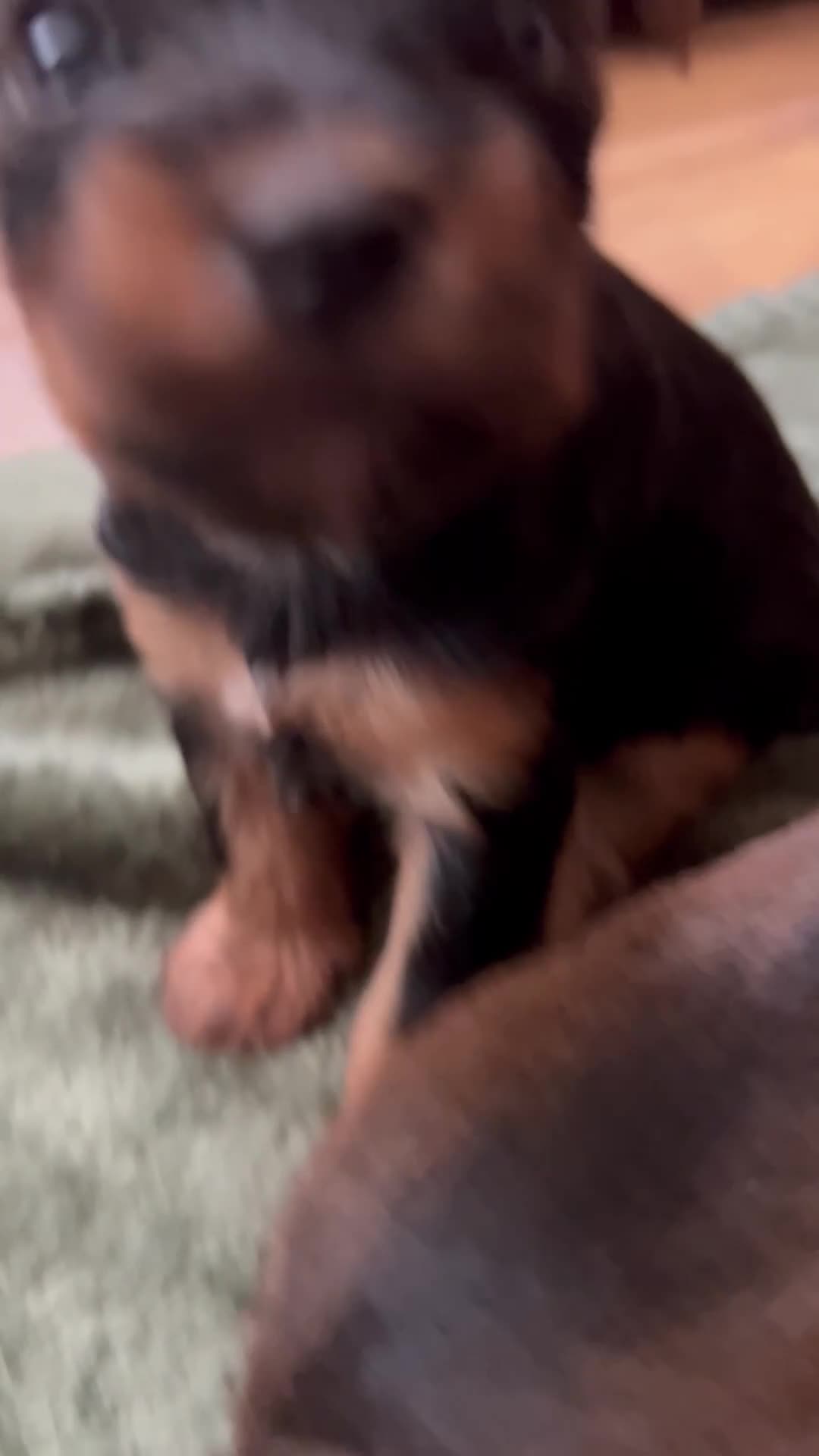 Yorkshire Terrier dogs for sale: Yorkshire terrier mini 1 female 3 male puppies  - Video 5