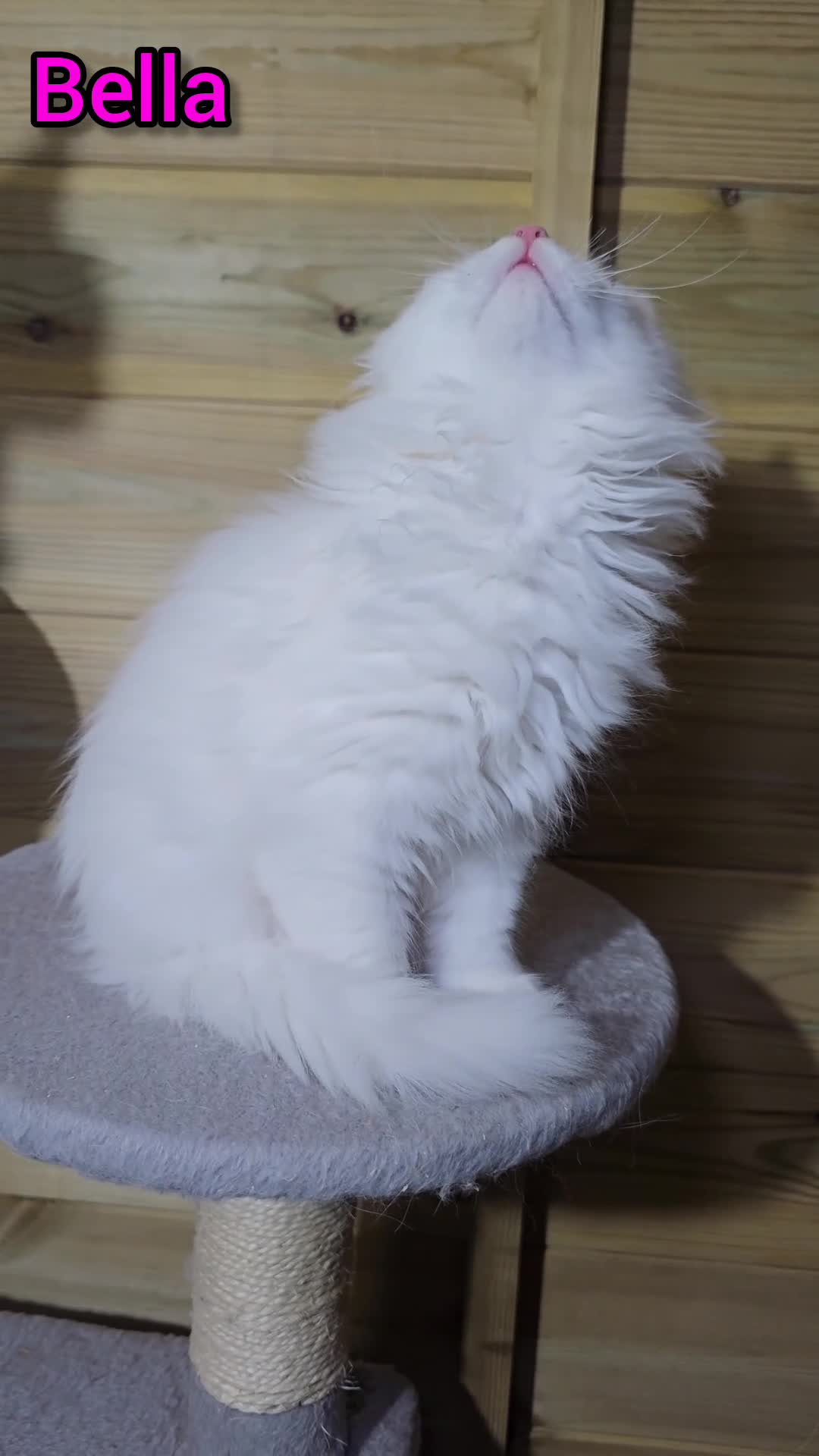 Maine Coon cats for sale: Maine coon  - Video 1