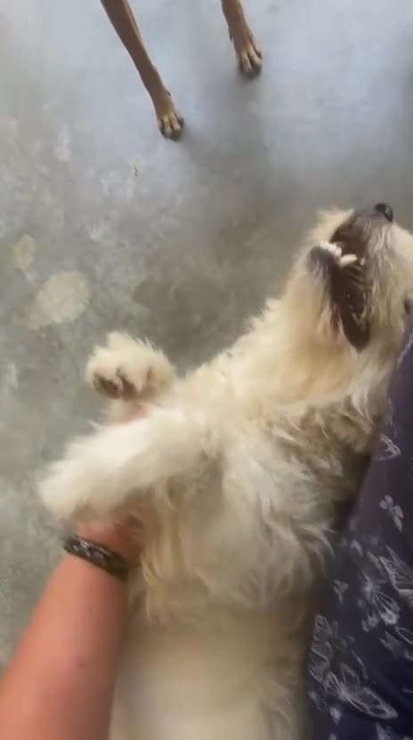 Mixed Breed dogs for adoption: McWessie, 2-3 yrs old. Available for adoption. - Video 4
