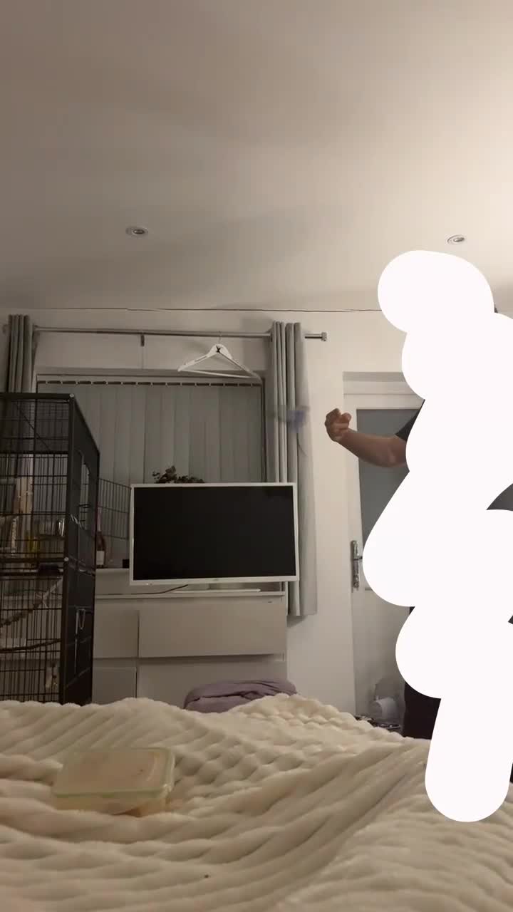 Budgerigars birds for sale: 2 male bonded budgies - Video 2