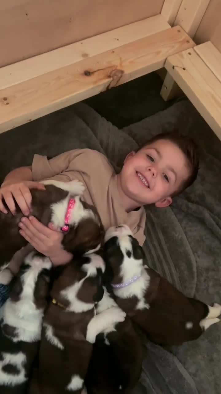 Saint Bernard dogs for sale: Beautiful KC registered Saint Bernard puppies in Scunthorpe - Video 1