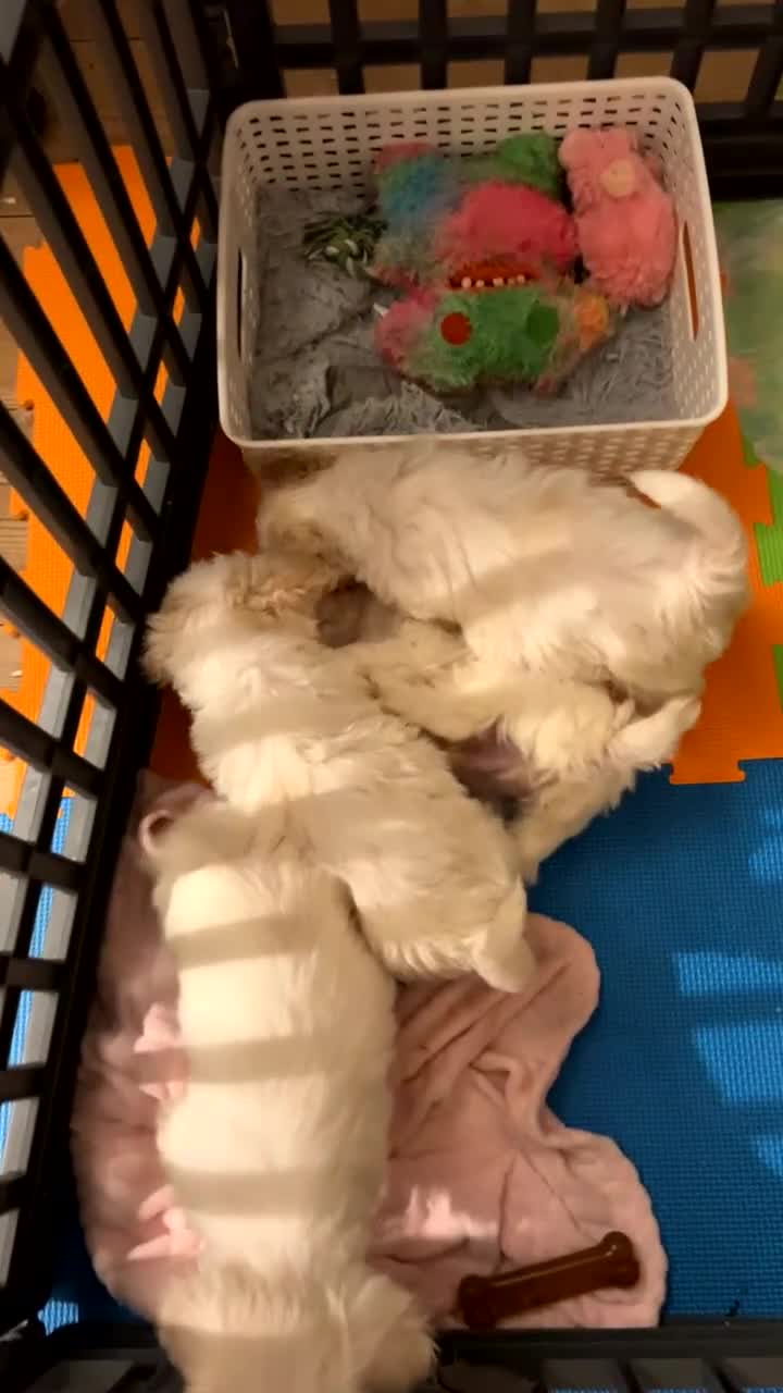 Mixed Breed dogs for sale: Loving, playful bundles of joy - Video 1