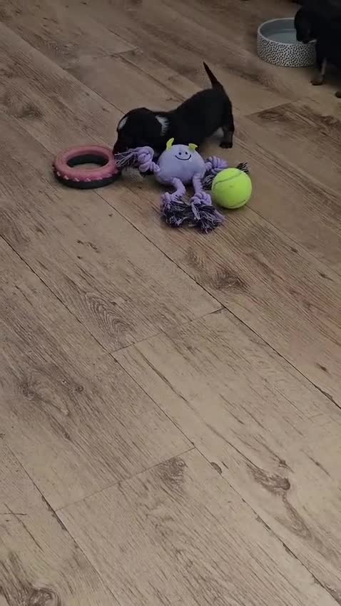 Jackshund dogs for sale: DachshundxJack Russell Puppies  in Martock - Video 3