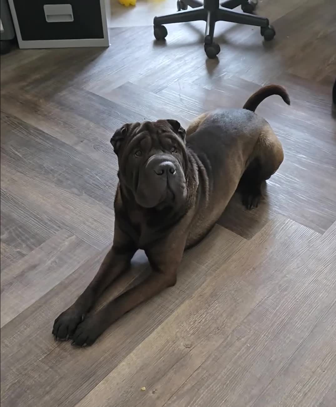 Shar Pei dogs for stud: Shar-pei for stud  in Bellshill - Video 1