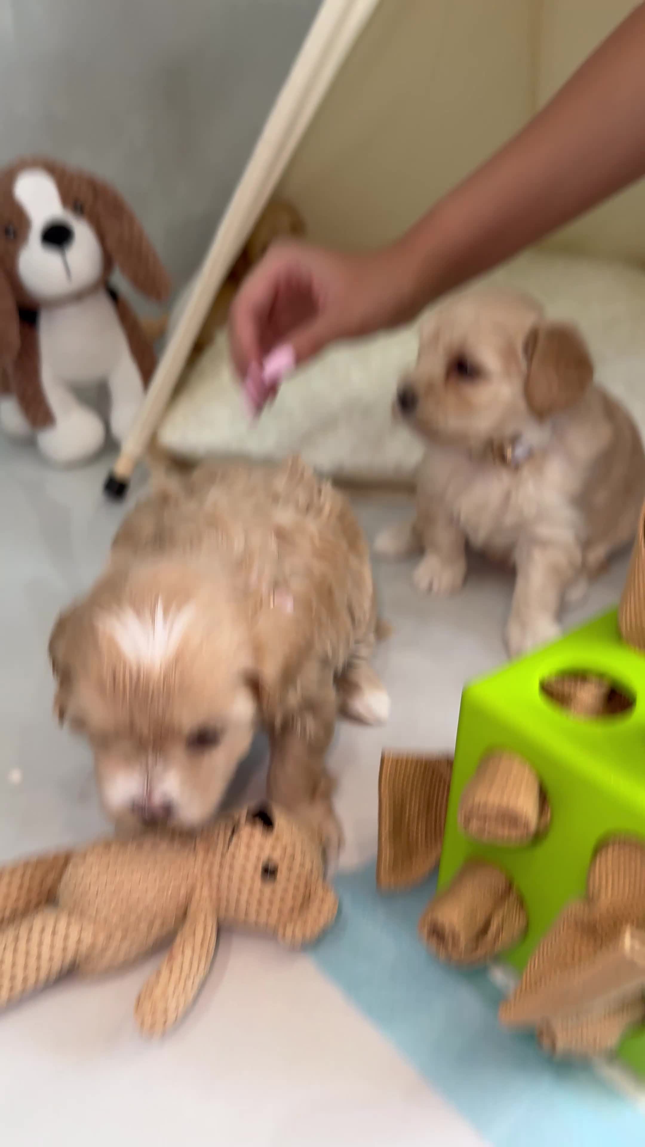 Maltipoo dogs for sale: Tiny prestige champion Asian Russian Maltipoos💜 - Video 2