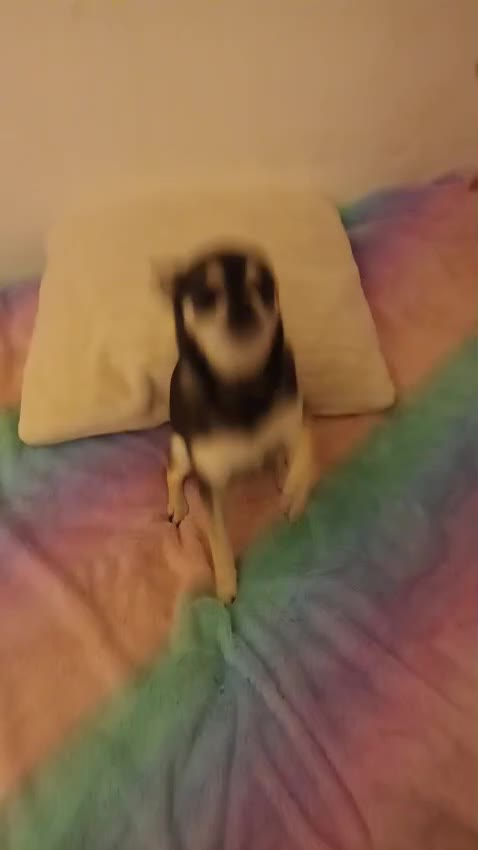 Chihuahua dogs for sale: My Nan’s lovely Boy Chihuahua For sale  - Video 2