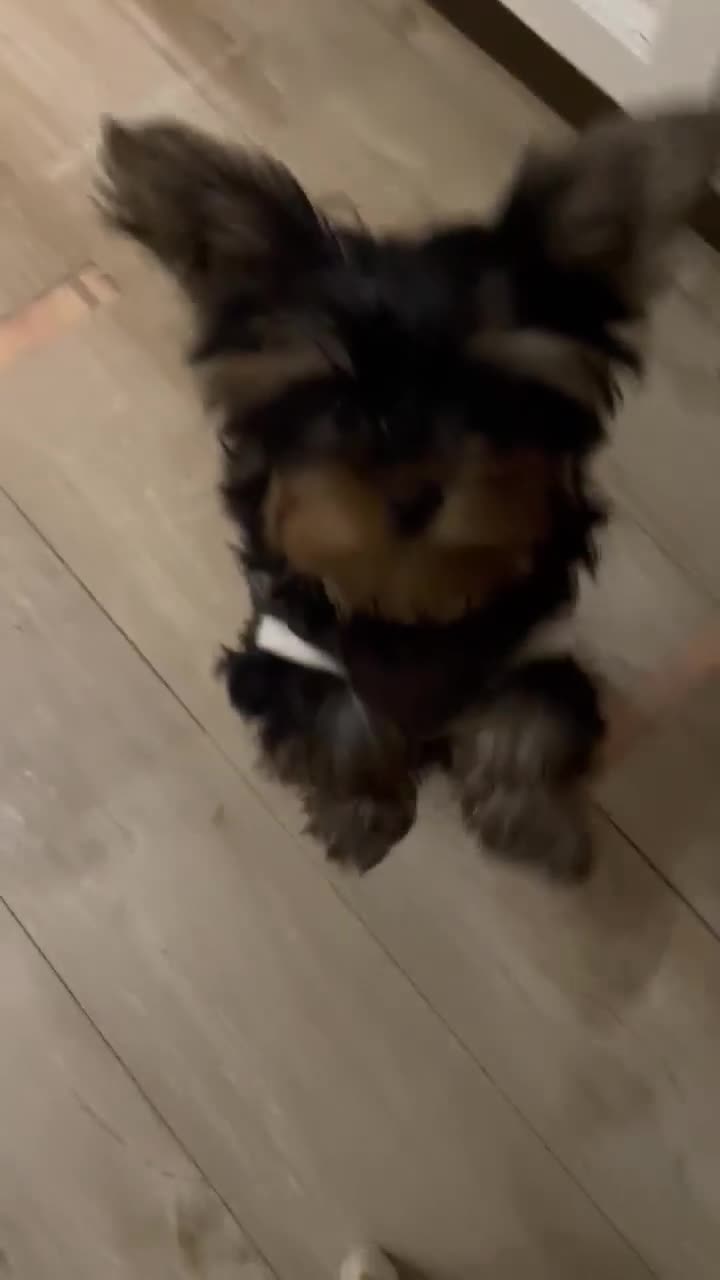 Yorkshire Terrier dogs for sale: 💝💝💝Both sides many champions 💝💝💝 in Leeds - Video 3