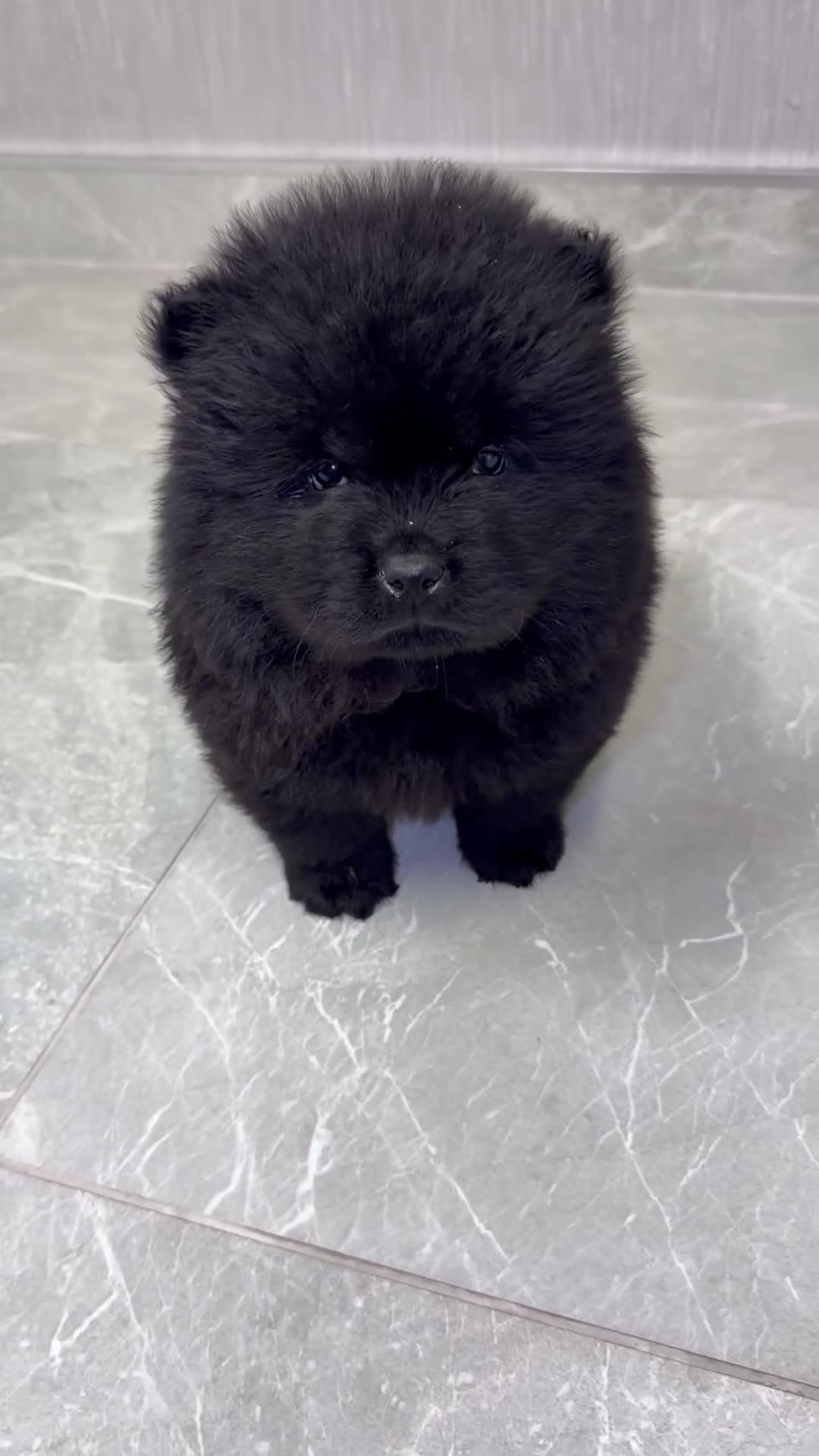 Chow Chow dogs for sale: Chow chow puppies for sale  - Video 2