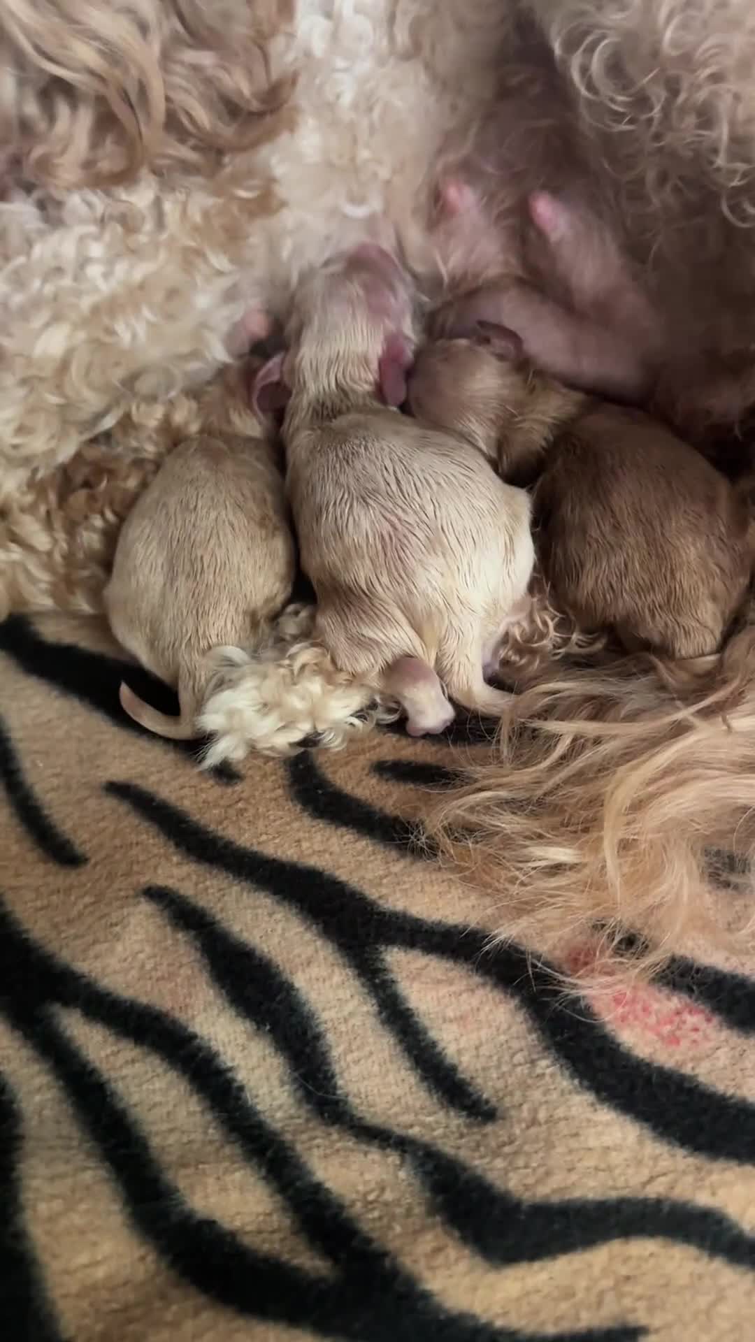 Maltipoo dogs for sale: Beautiful F1 Maltipoo puppies - Video 1