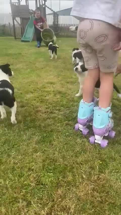 Border Collie dogs for sale: Gorgeous Sheep Dog Pups  - Video 3