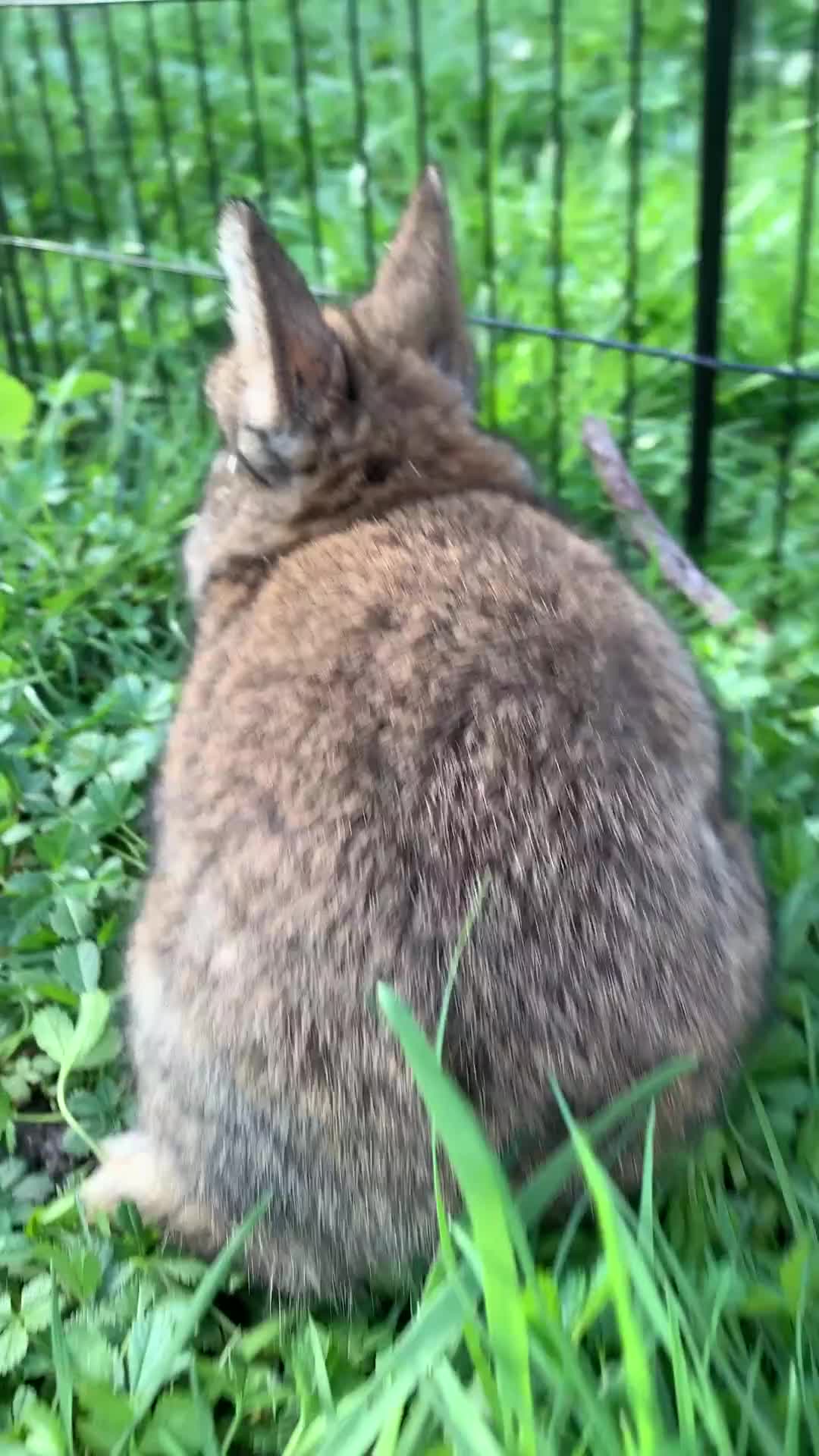Netherland Dwarf rabbits for sale: Netherland Dwarfs x3 Left READY NOW - Video 2
