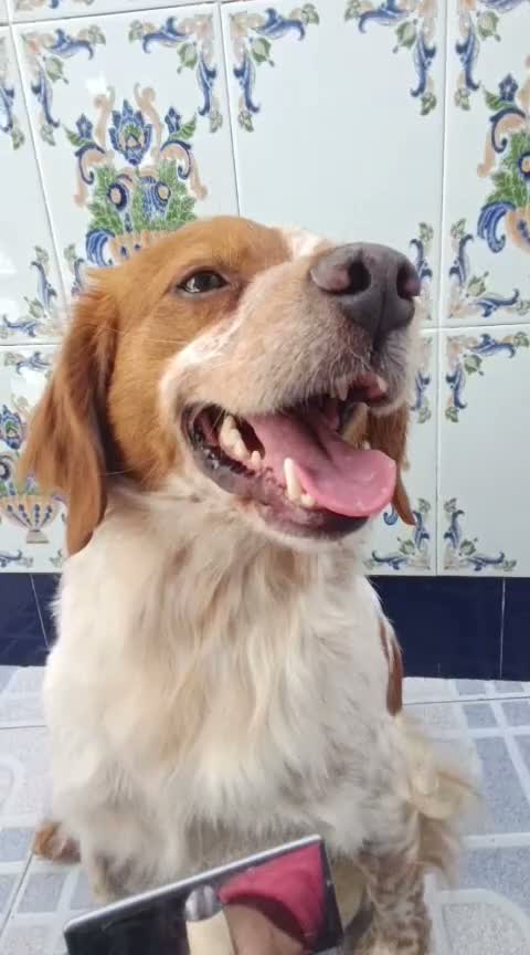 Brittany Spaniel dogs for adoption: Kiko, Brittany, aged 3 in Nottingham - Video 1