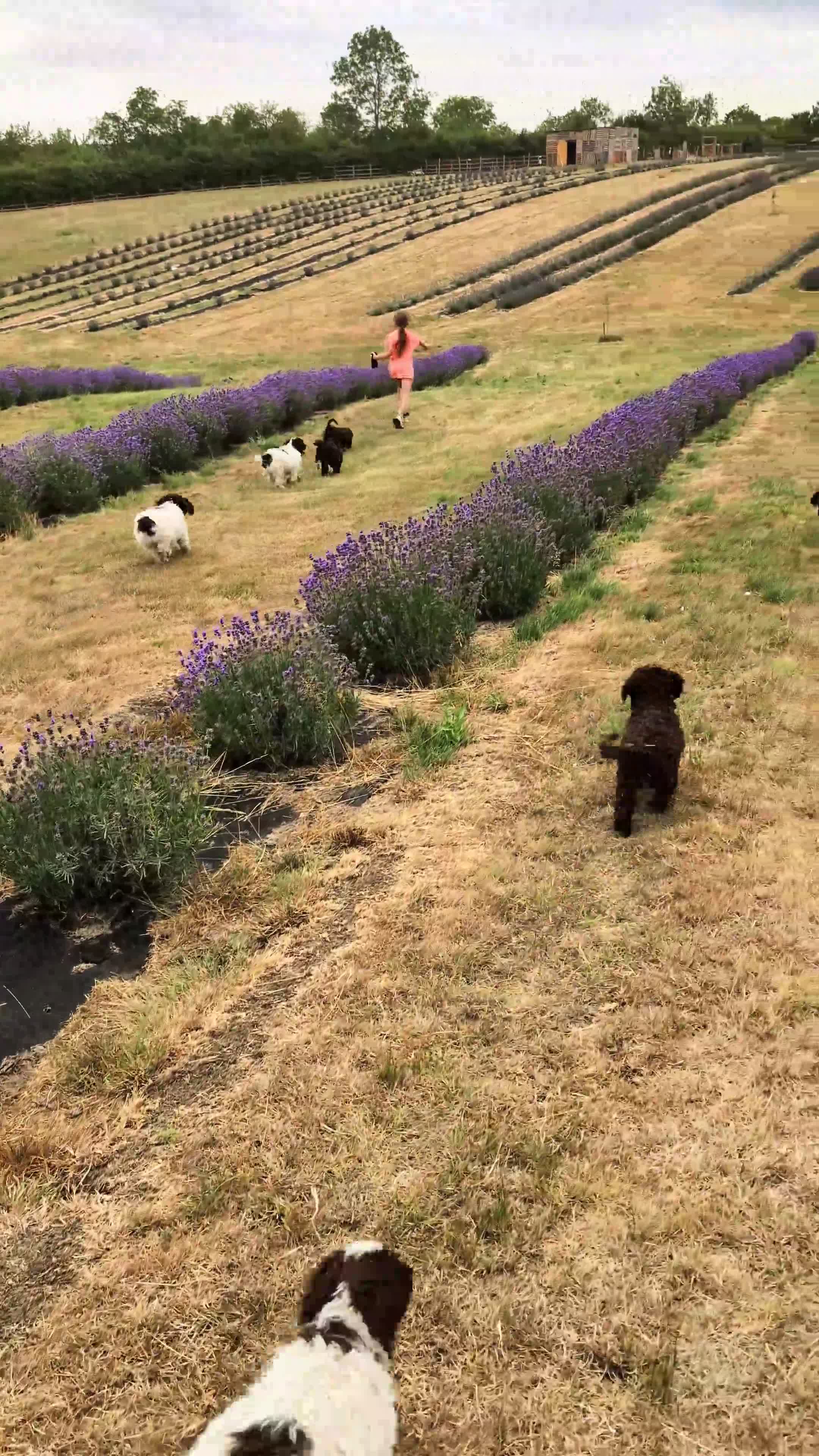 Spanish Water Dog dogs for sale: Spanish water dog  - Video 1