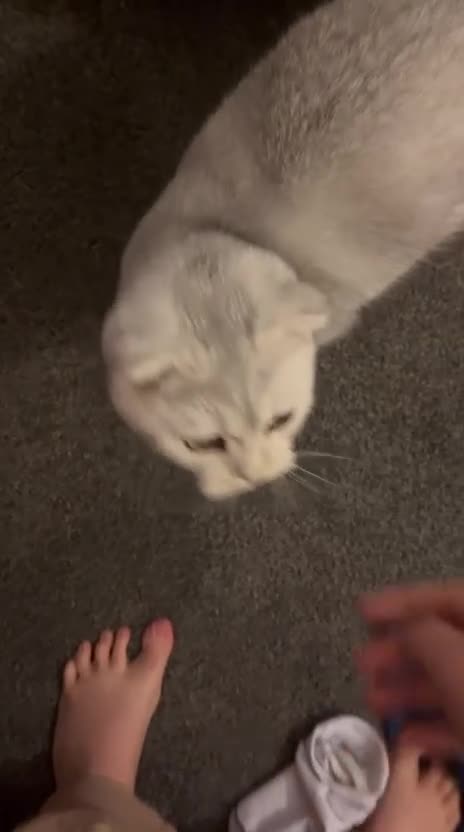 Scottish Fold cats for sale: 7 month old girl  - Video 1