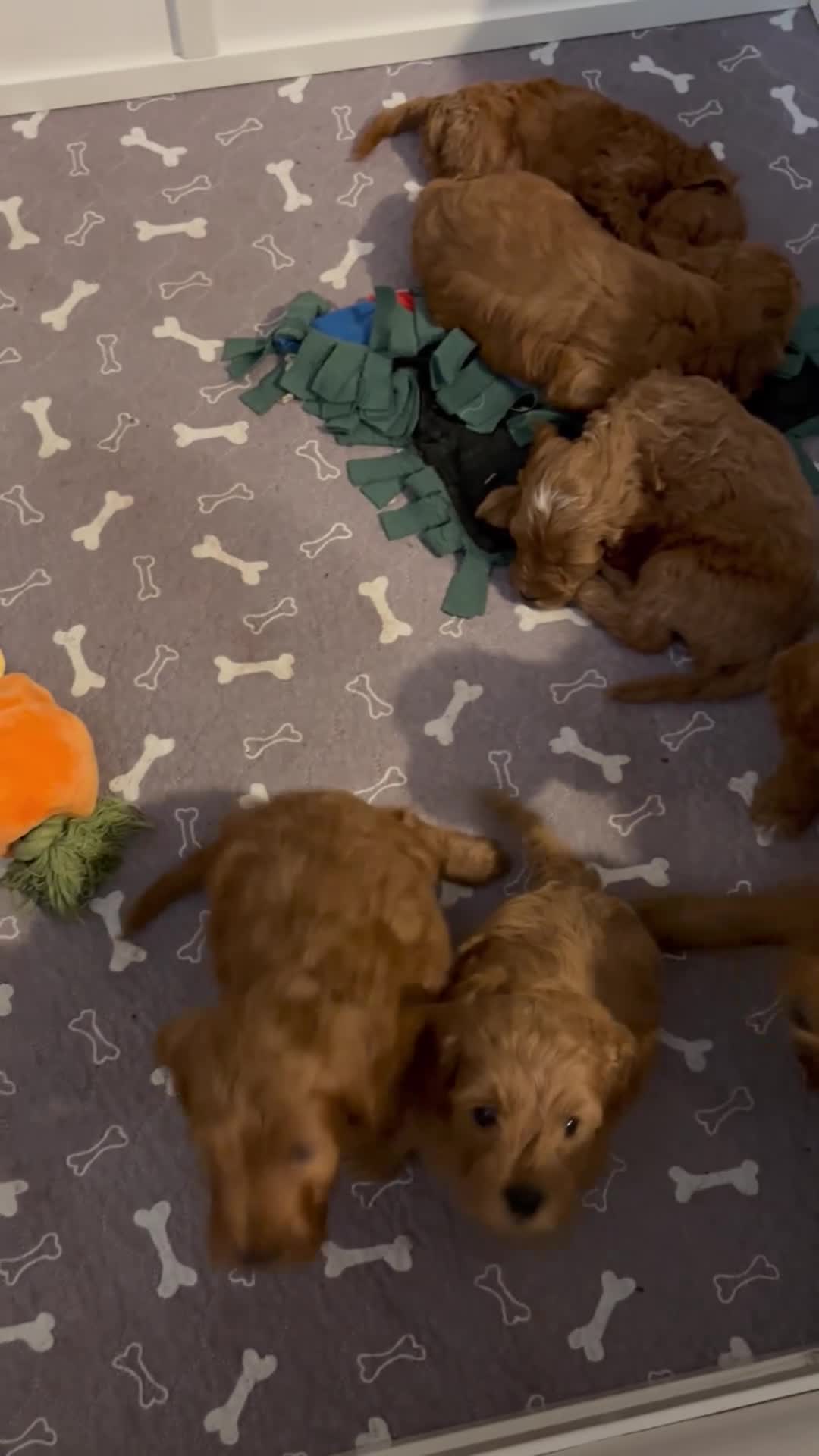Cockapoo dogs for sale: 7 DEEP RED COCKAPOO’S‼️ - Video 1