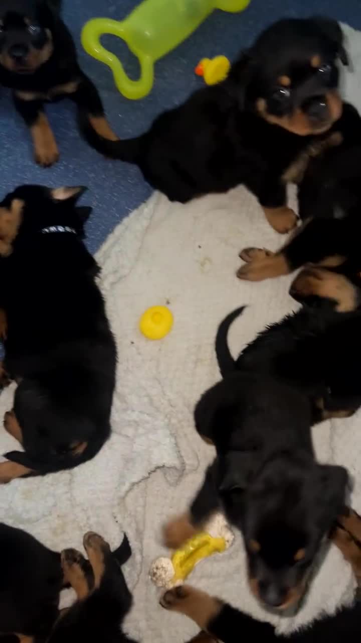 Rottweiler dogs for sale: Stunning Rottweiler puppies  - Video 2