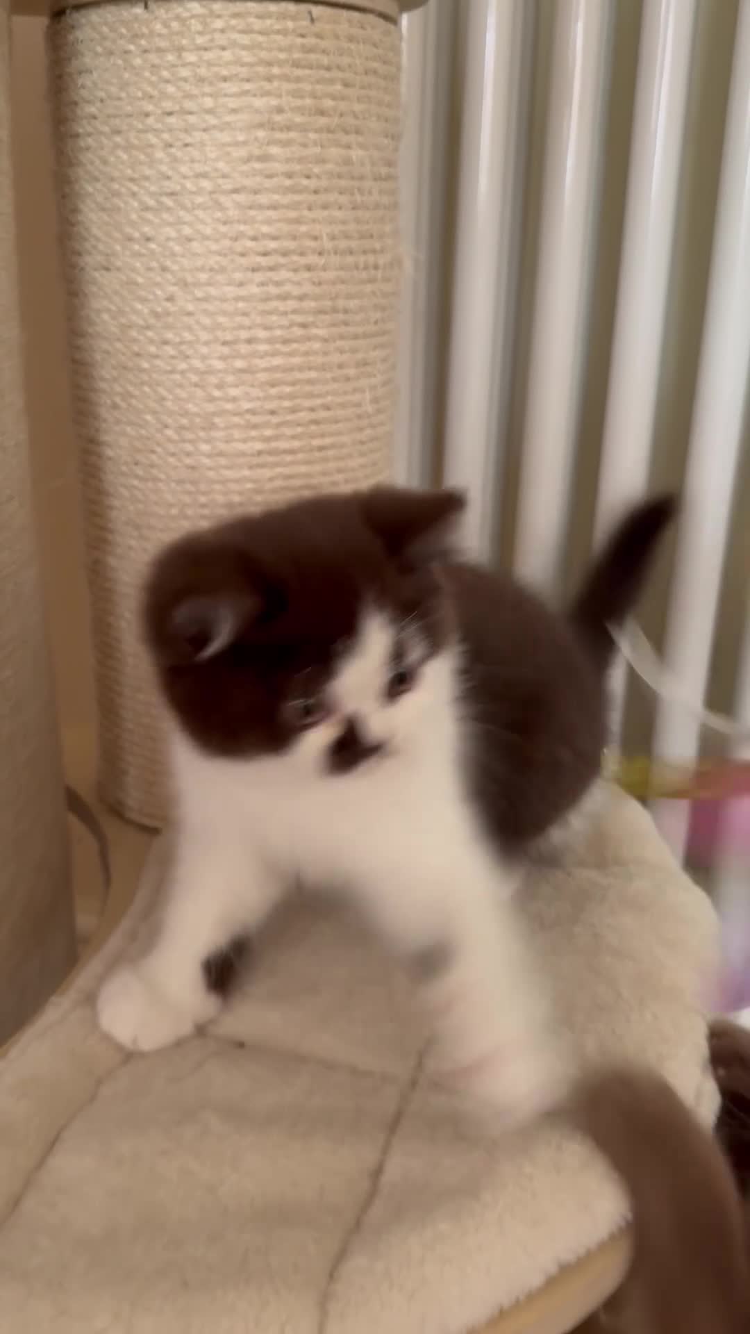 British Shorthair cats for sale: BHS Chocolate bicolour boy - Video 1