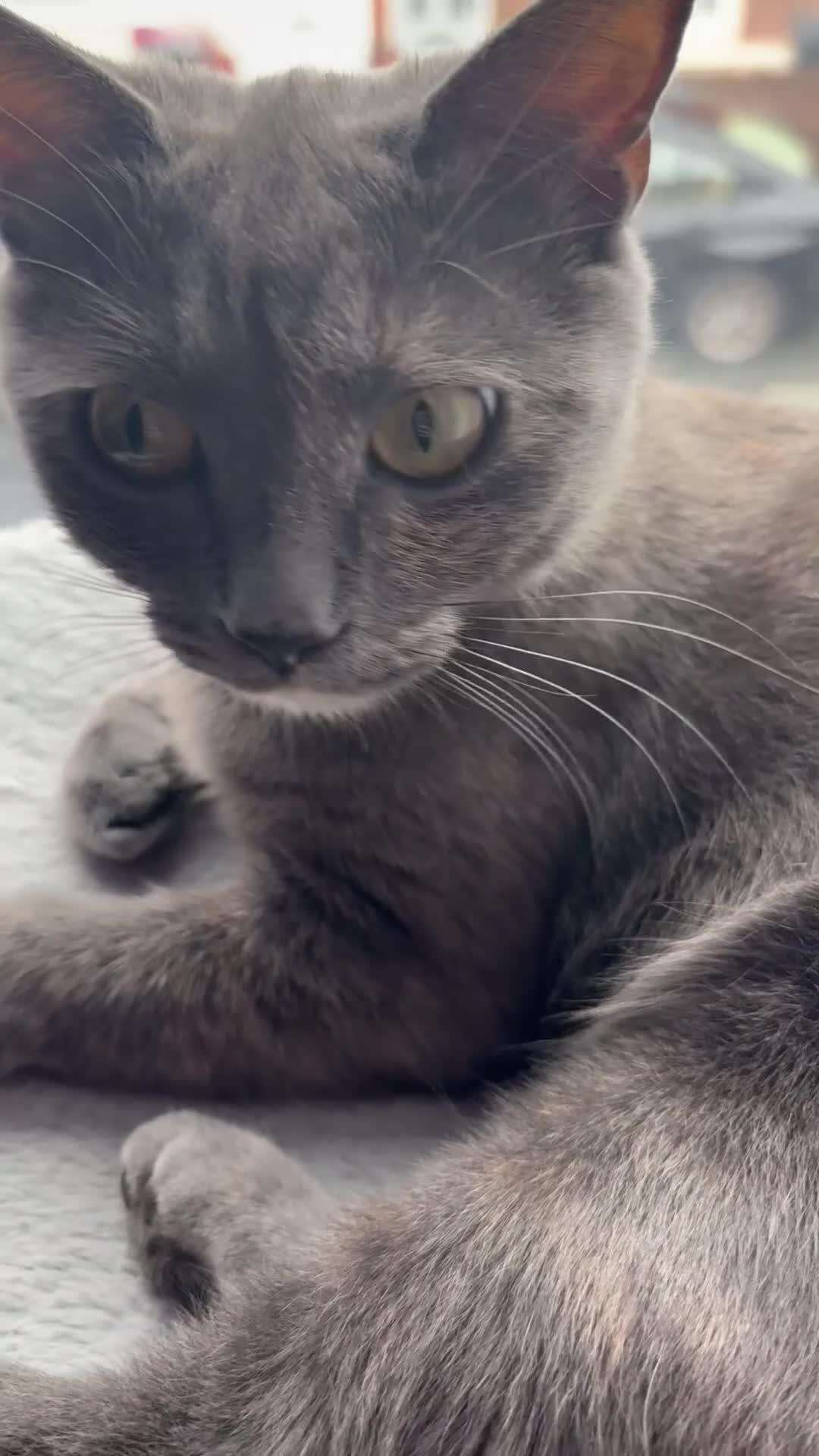 Mixed Breed cats for sale: Beautiful Female Cat Looking for a Loving Home 🐾 - Video 1