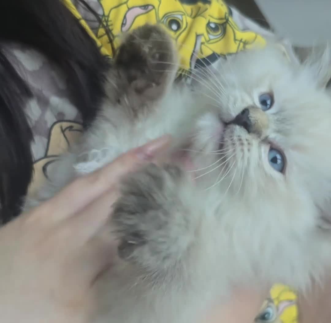 Ragdoll cats for sale: 2 Stunning TICA Ragdoll Boys  - Video 2