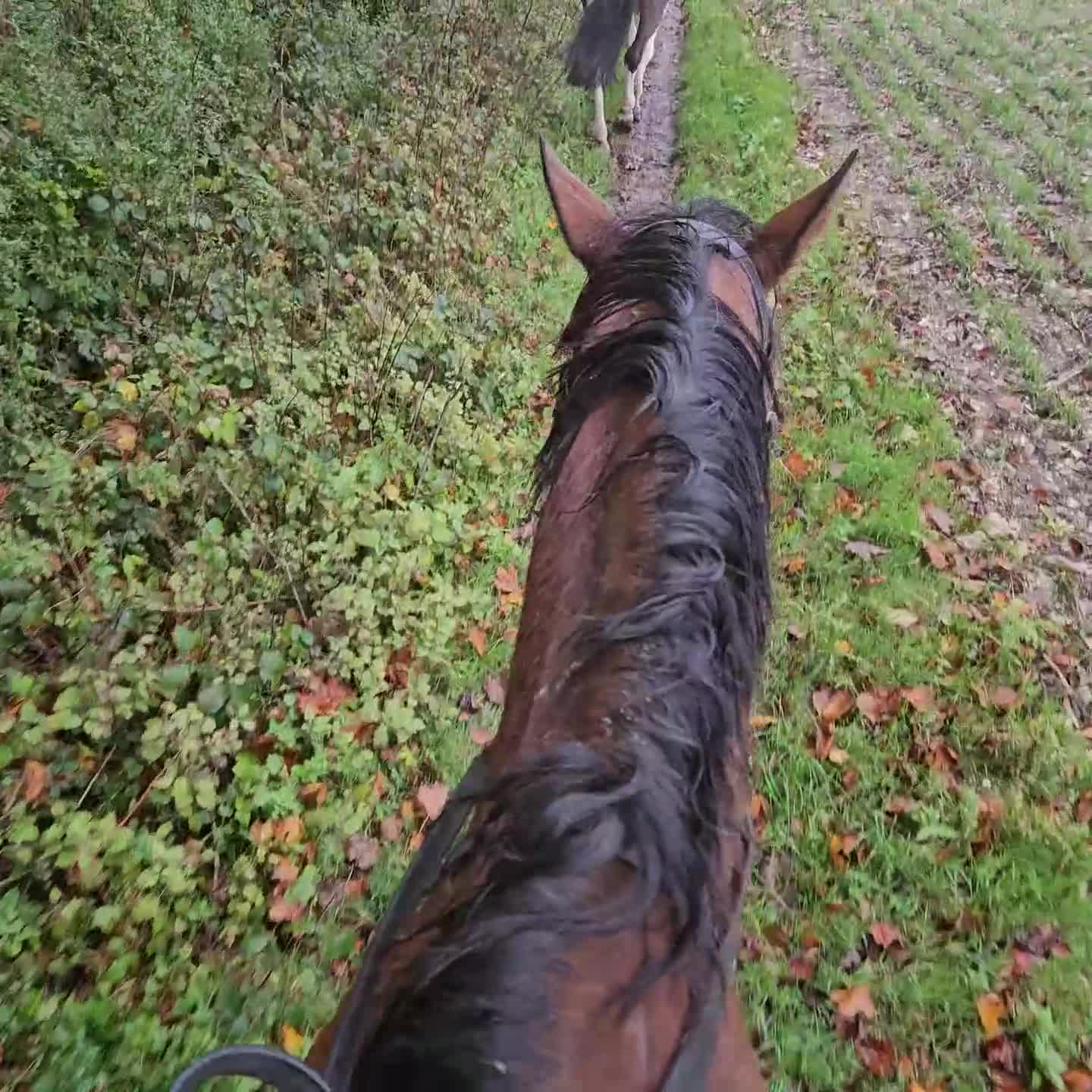 English Thoroughbred horses for sale: 9 year old TB Gelding Bay - Video 3