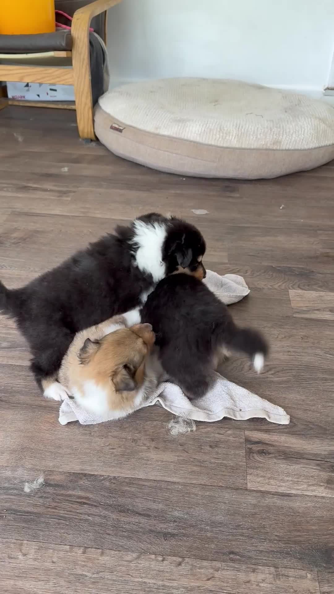 Rough Collie dogs for sale: Non Affected - Sable & White Male Rough Collie  - Video 3