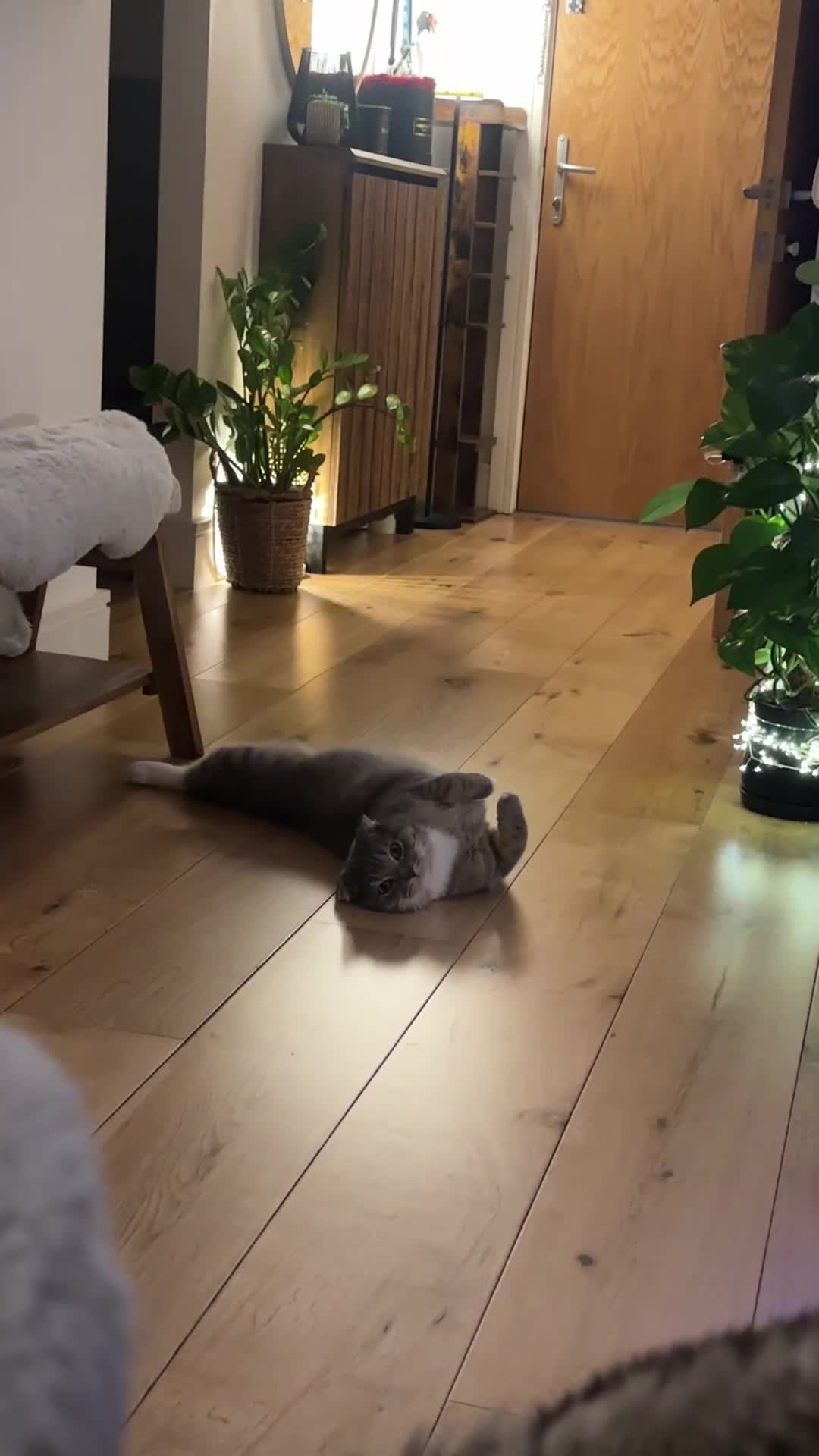 Scottish Fold cats for sale: Scottish fold Looking for a New Forever Home - Video 5