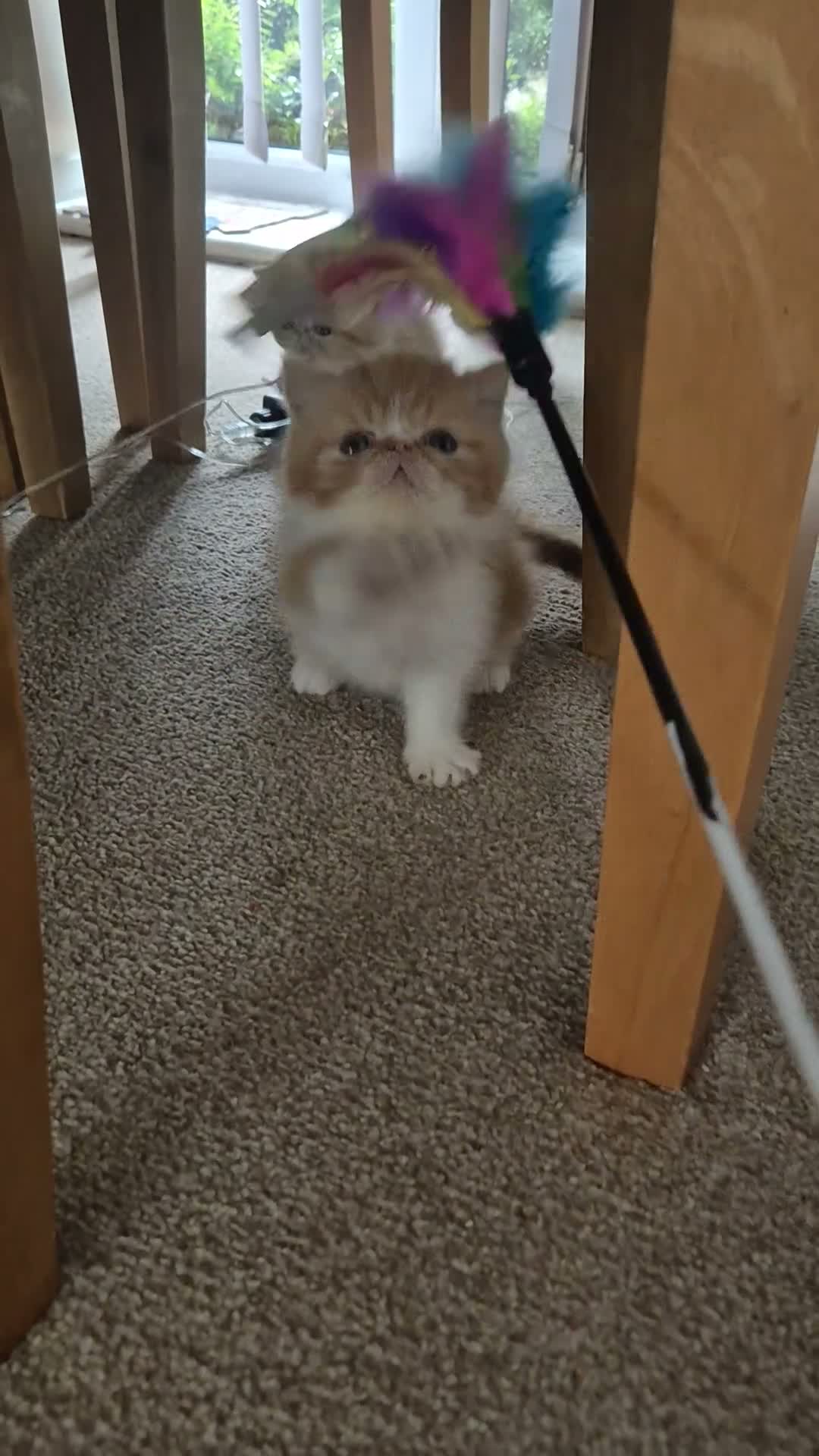 Exotic cats for sale: Exotic Persian kittens  in Wokingham - Video 1