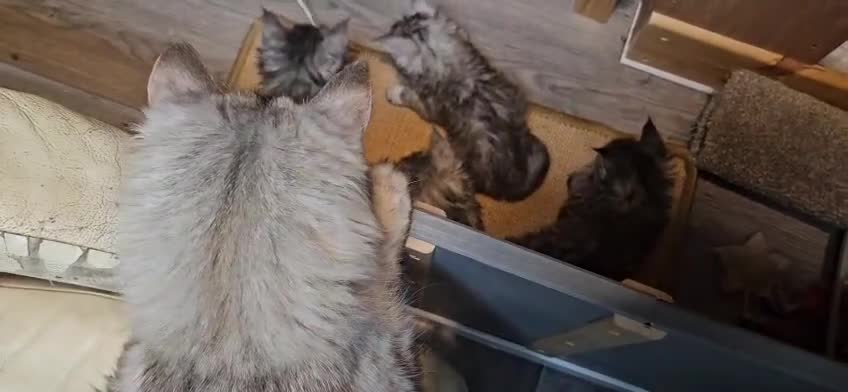 Maine Coon cats for sale: Beautiful Registered Maine Coon kittens  - Video 2