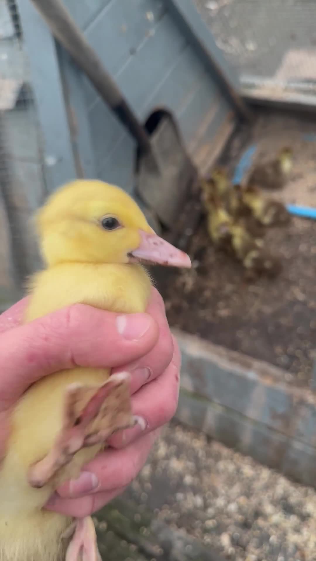 Ducks poultry for sale: Purebred Muscovy ducklings  - Video 2