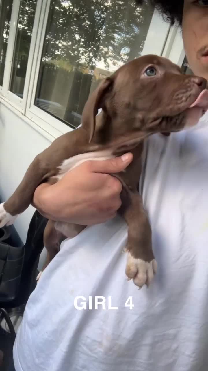 American Bulldog dogs for sale: American bulldog puppies for sale  - Video 3