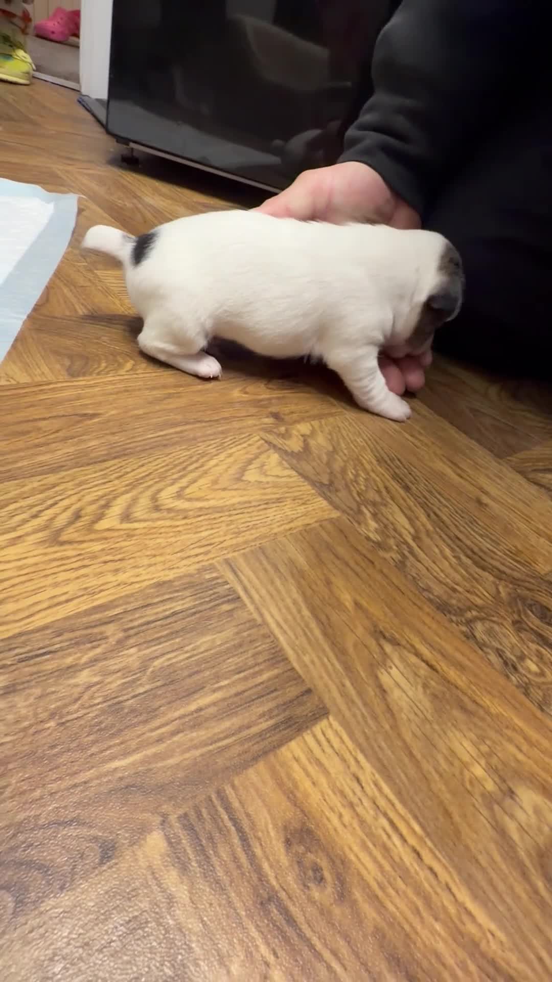 Jack Russell dogs for sale: Jack Russell Puppies  in York - Video 2