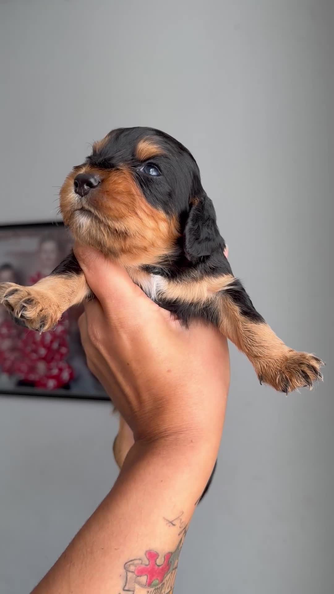 Cocker Spaniel dogs for sale: Working Cocker spaniels  - Video 3