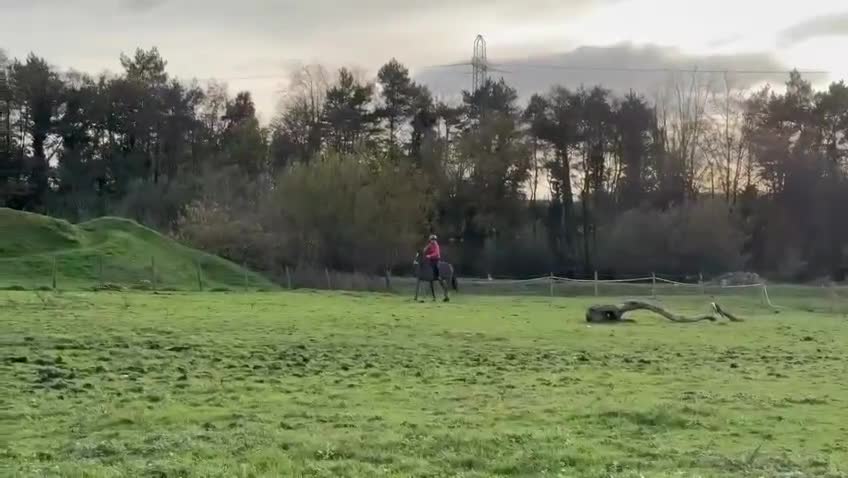 Welsh Section D horses for sale: Flashy Sec D x Dartmoor mare - Video 2