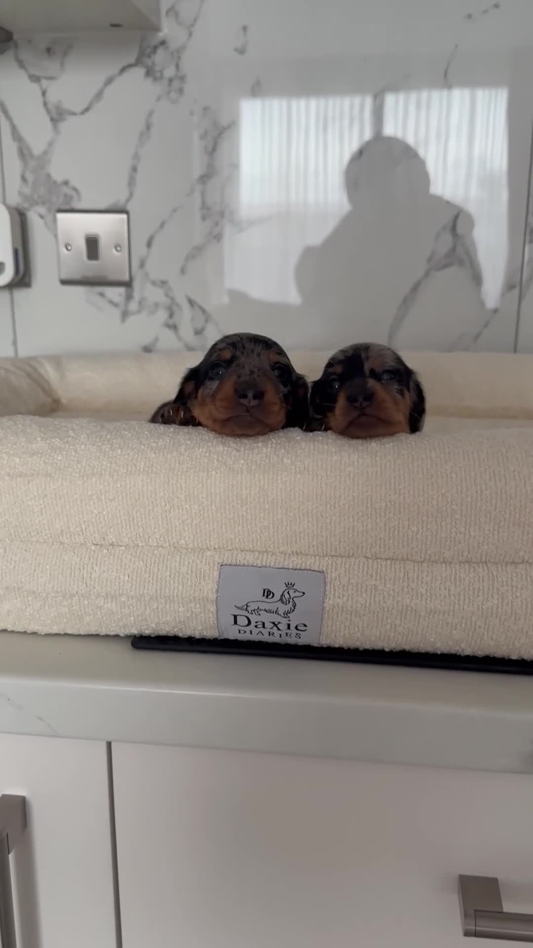 Miniature Dachshund dogs for sale: ✨Mini Smooth Hair Dachshund Ready 18/10/2025 ✨ - Video 2