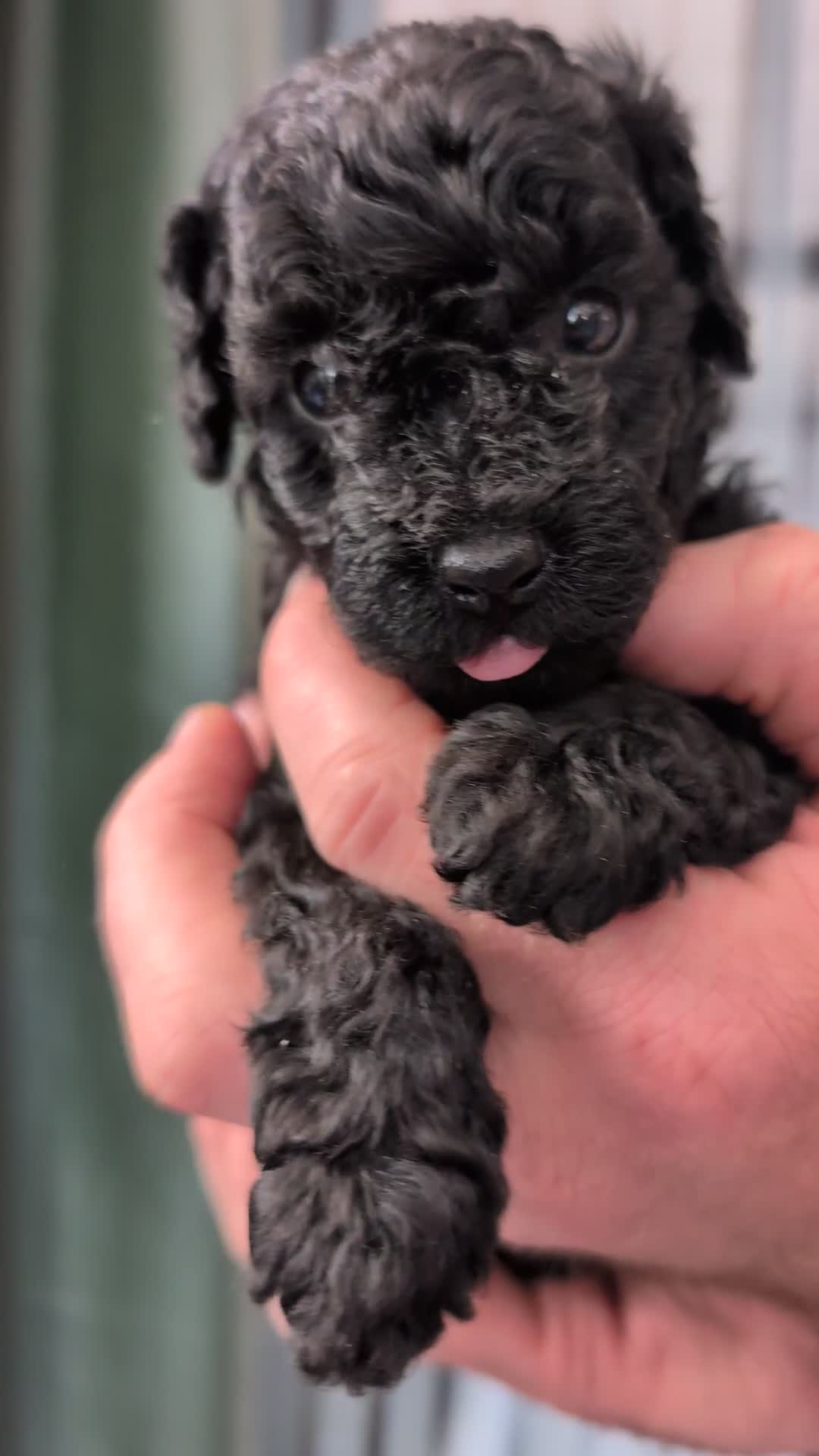 Toy Poodle dogs for sale: 🖤Toy poodle boy🖤 HEALTH TESTED PARENTS! - Video 1
