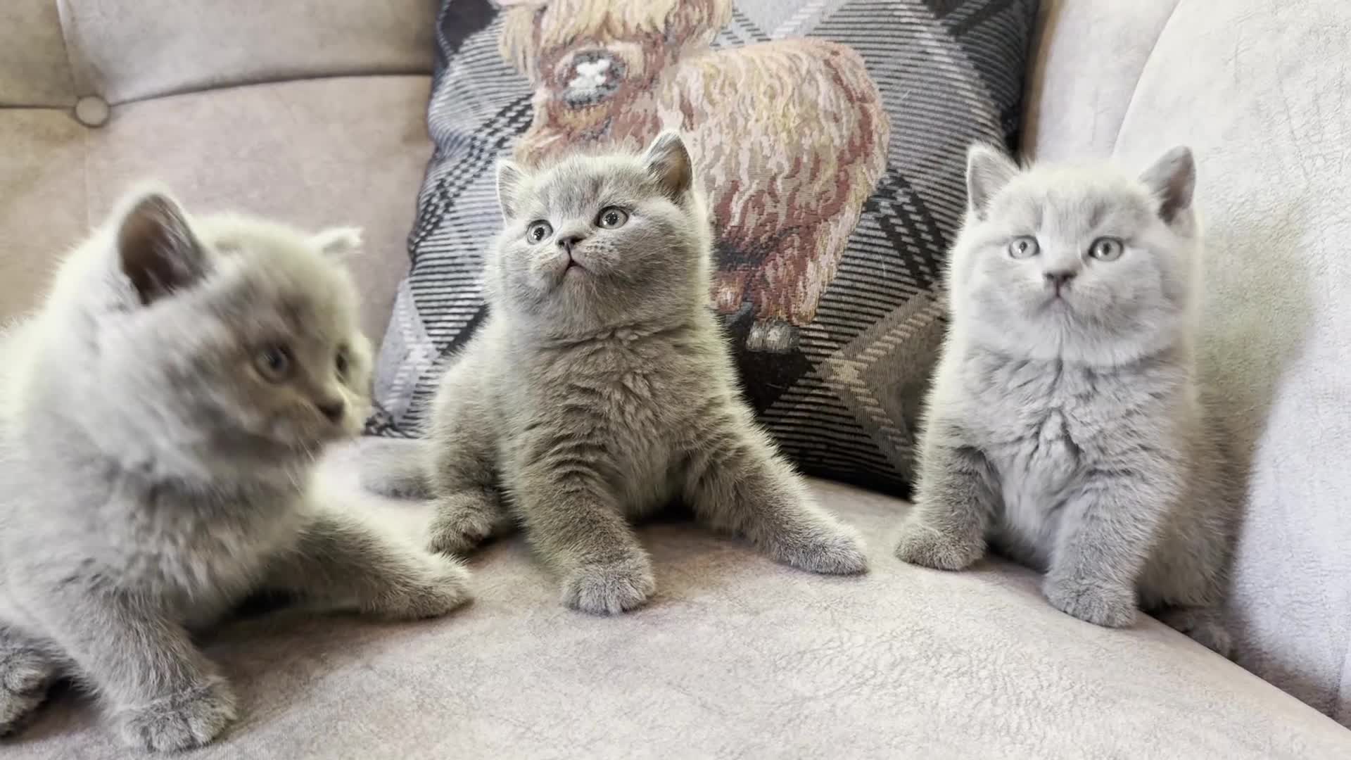 British Shorthair cats for sale: British shorthair kittens  - Video 3